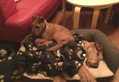 Irish Terrier Welpen bei Galahad's Guardian