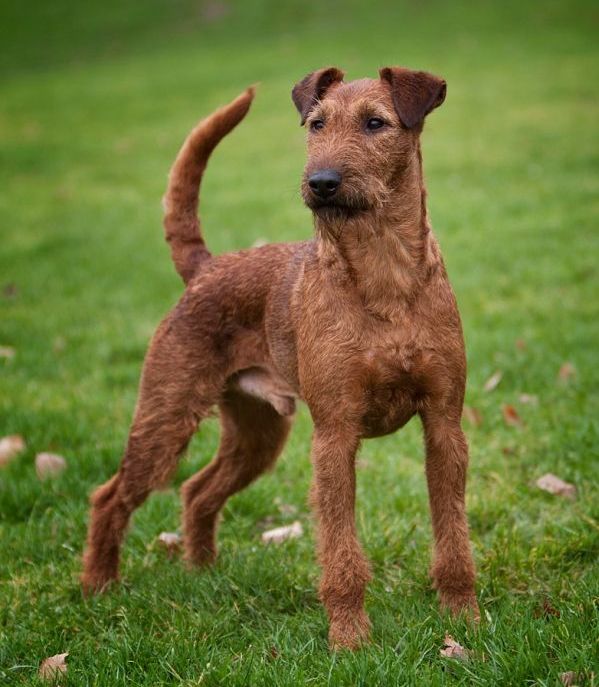Quick vom Saar-Teufel - Irish Terrier Jagdgebrauchshund - Deckruede
