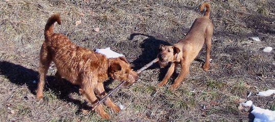 Trimmen vom Irish Terrier