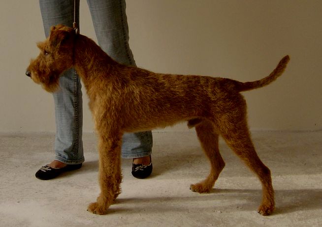 Deckruede Galahad's Guardian Irish Terrier - Captain Cooper