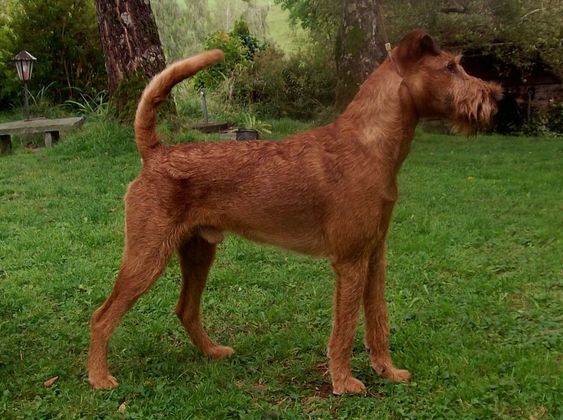 Irish Terrier Deckruede Galahad's Guardian Hardrock