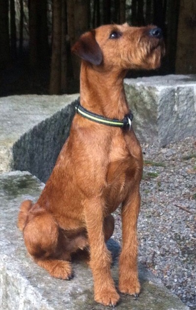 Quick vom Saar-Teufel - Irish Terrier Jagdgebrauchshund - Deckruede