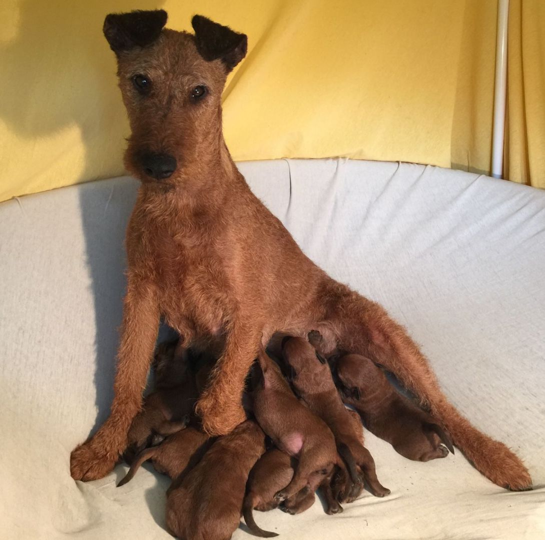 Irish Terrier Welpen S-Wurf Galahad's Guardian